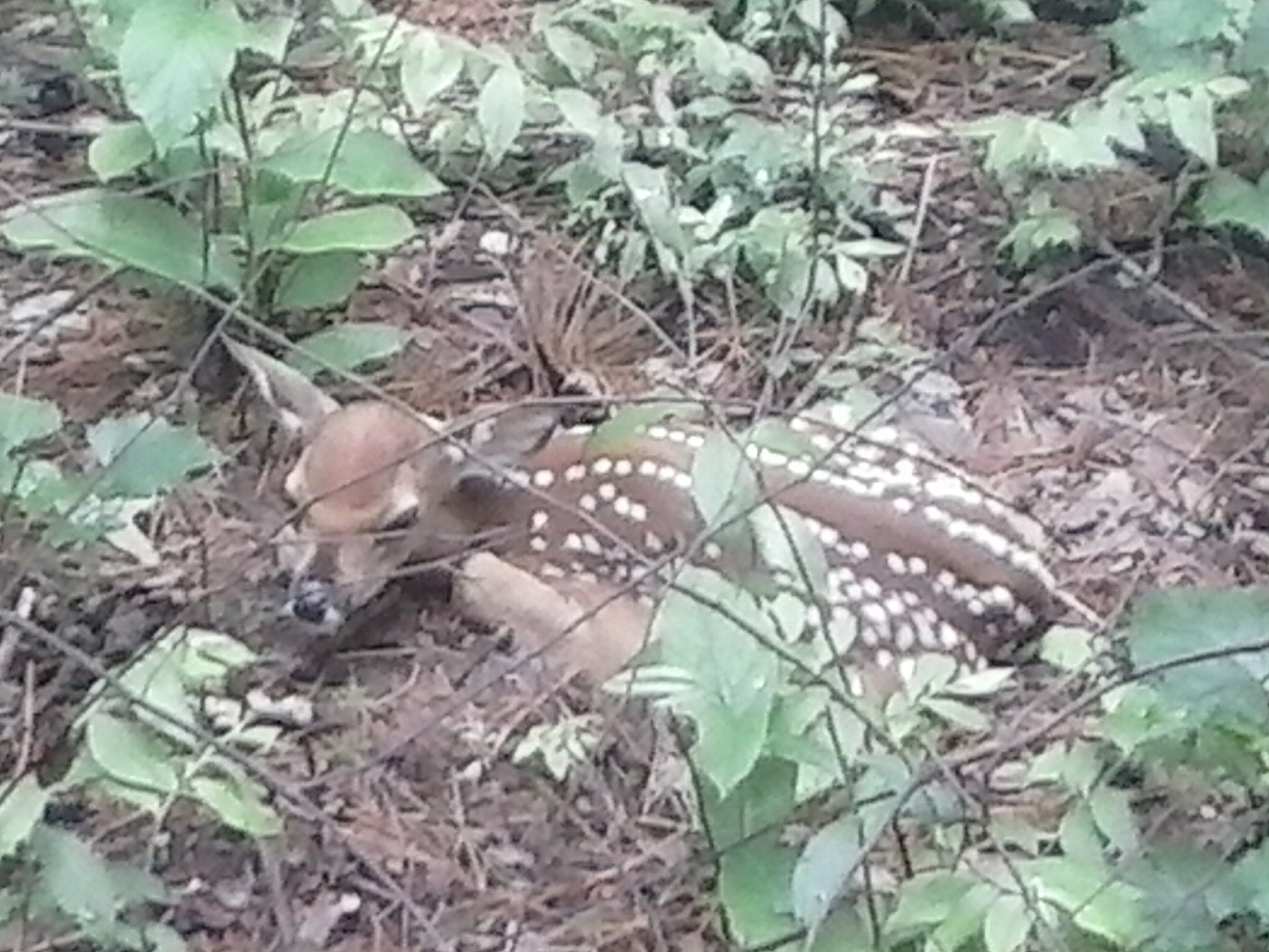 Fawn.jpg