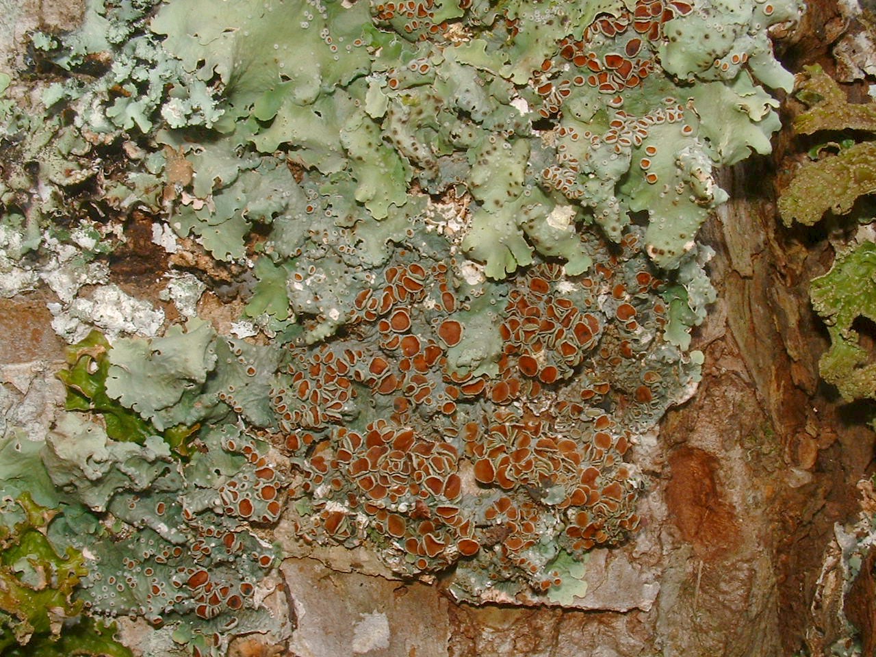 LichenClose3.jpg
