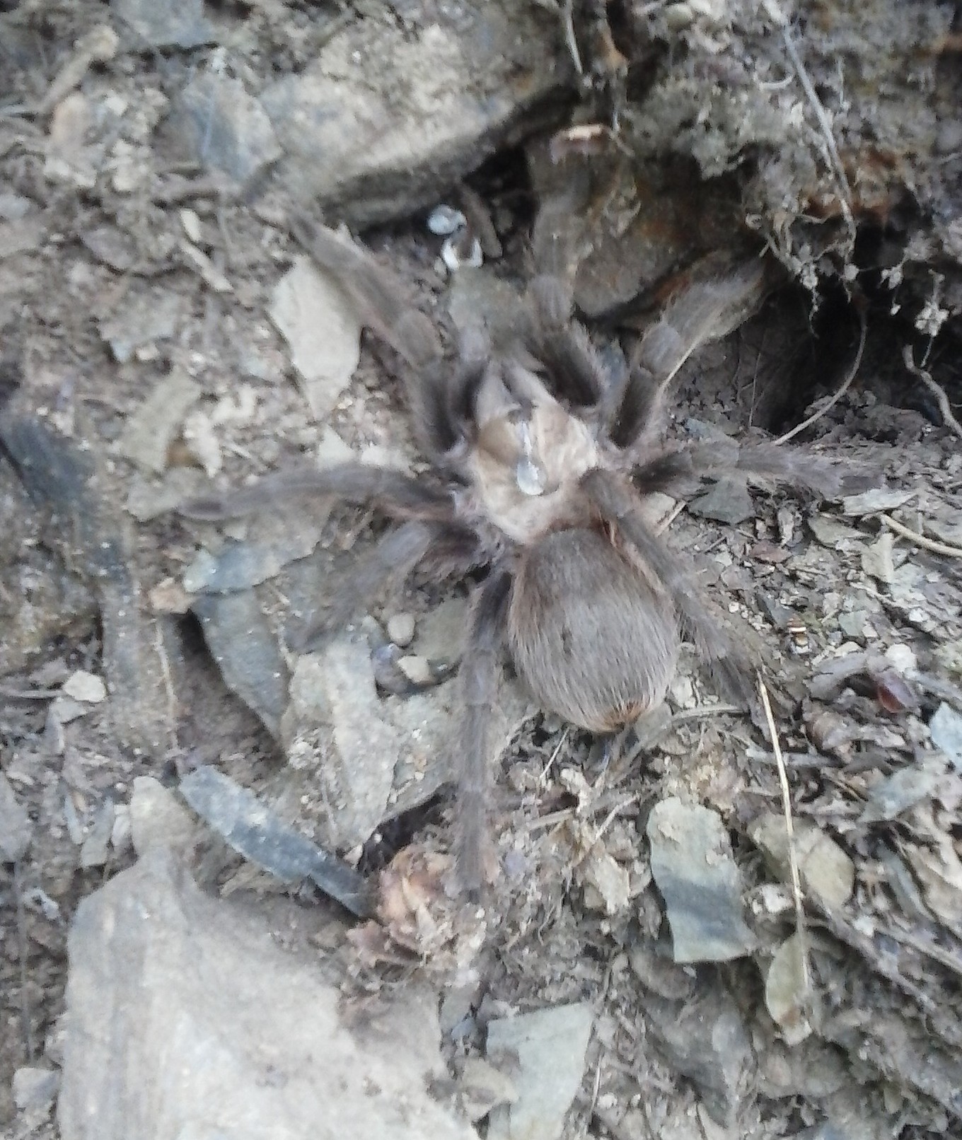 Tarantula2.jpg