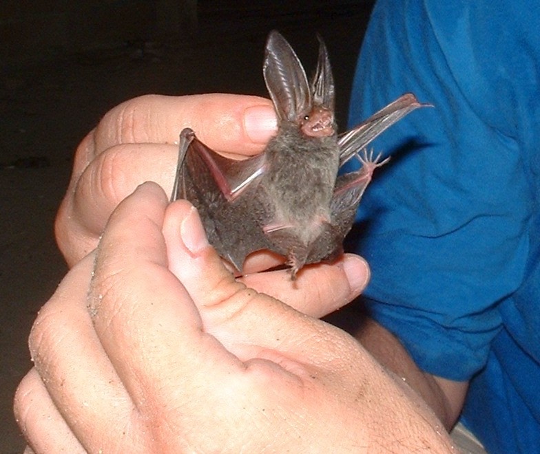 bigearedbat2.jpg