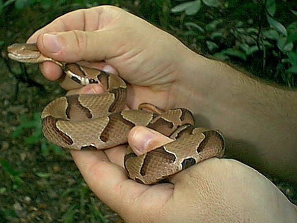 copperhead2.jpg