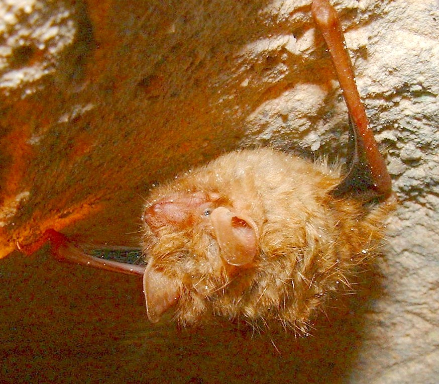 d7epipistrelle.jpg