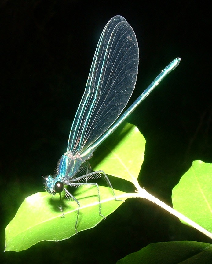 damselfly2.jpg