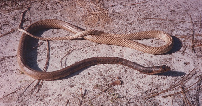 Rainbow Snake – Reptiles and Amphibians of Mississippi