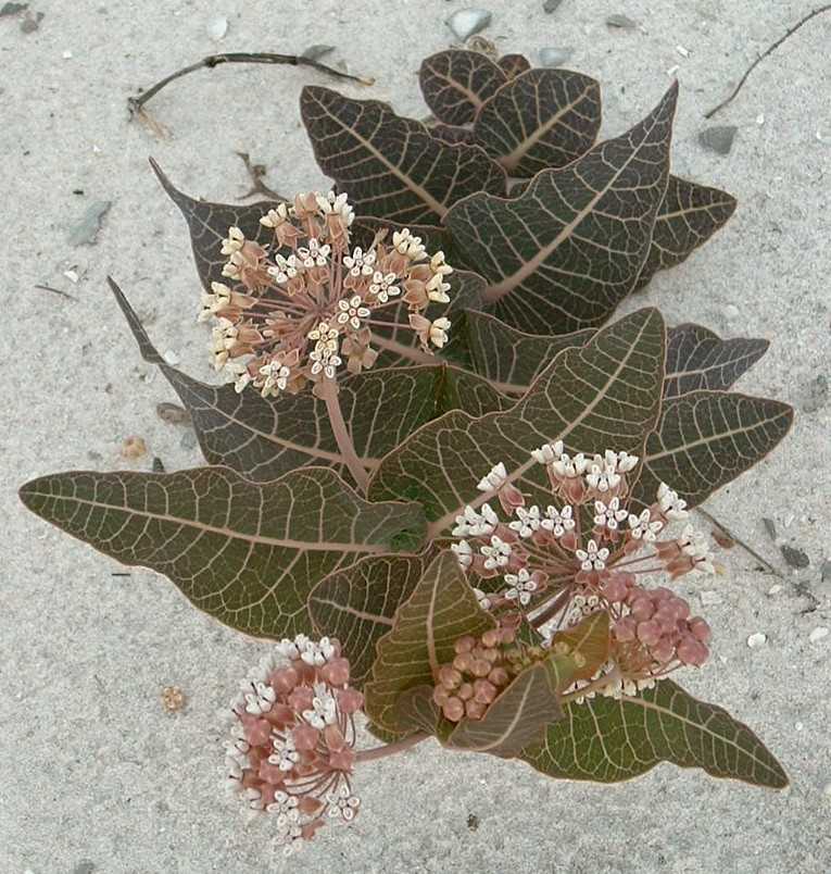 milkweed.jpg