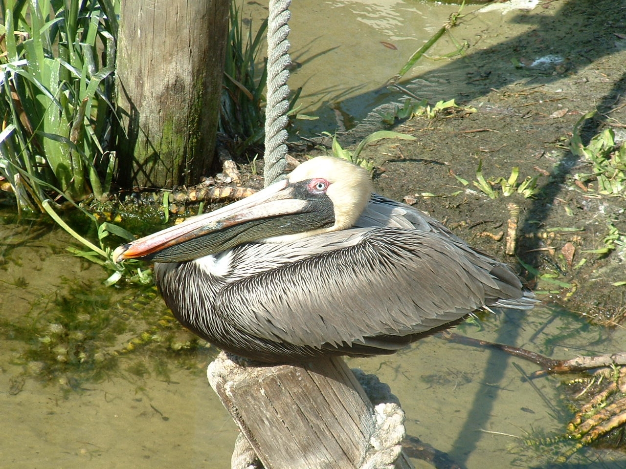 pelican.jpg