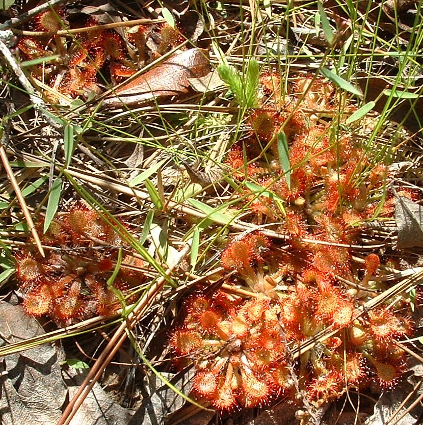 pinksundews.jpg