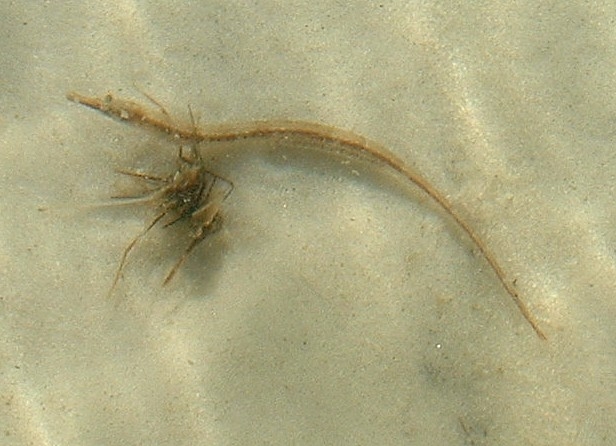 pipefish.jpg