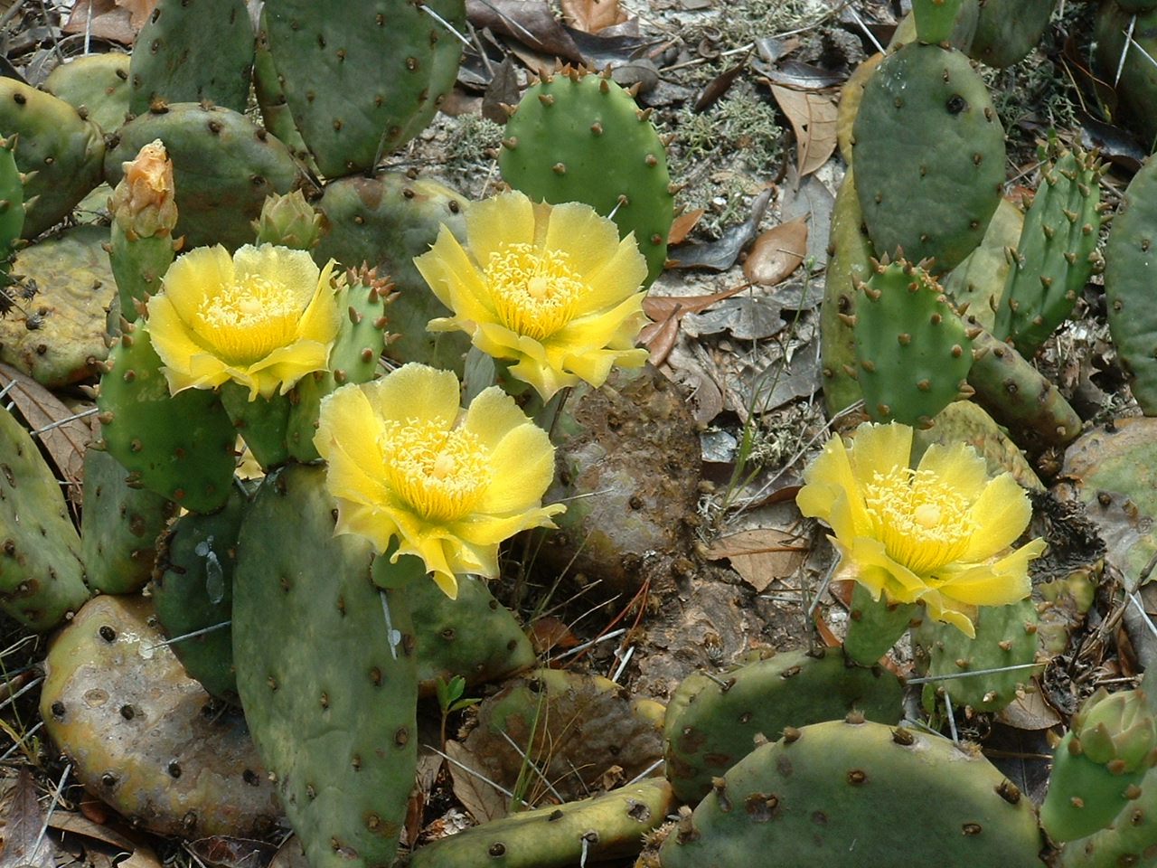 pricklypear.jpg