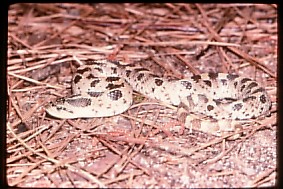 southernhognosesnake1.jpg