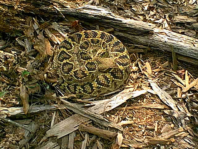 What is an eastern diamondback rattler?