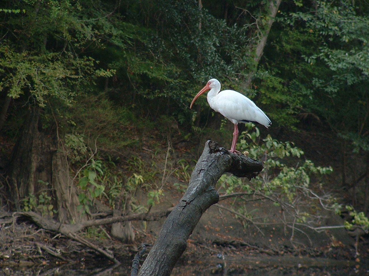 whiteibis.jpg