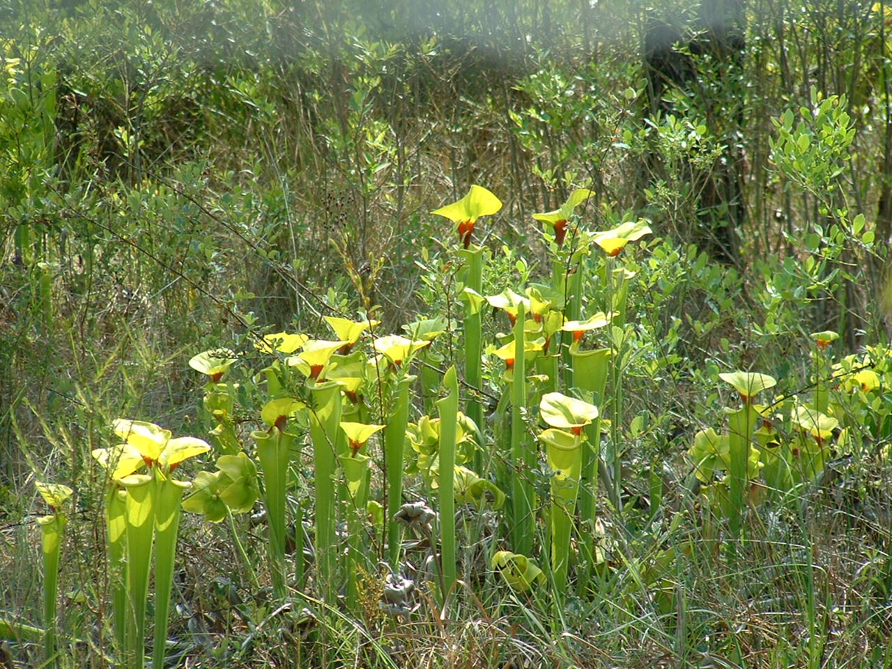 yellowpitcherplant.jpg